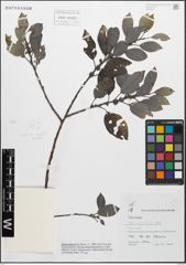 Foto von Salix myrsinifolia Salisb.